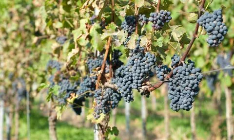 Harvesting grape Stock-Fotos