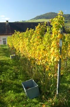 Harvesting grape Stock-Fotos