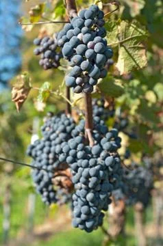 Harvesting grape Stock Photos