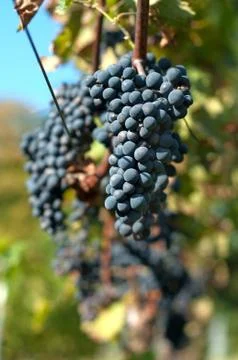 Harvesting grape Stock Photos