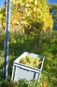 Harvesting grape Stock Photos