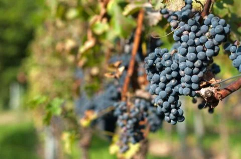Harvesting grape Stock Photos