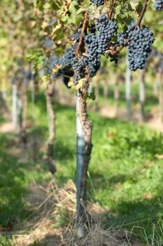 Harvesting grape Foto stock
