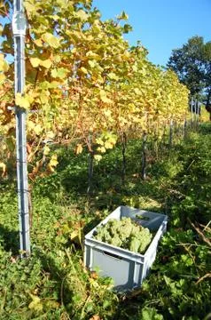 Harvesting grape Stock Photos