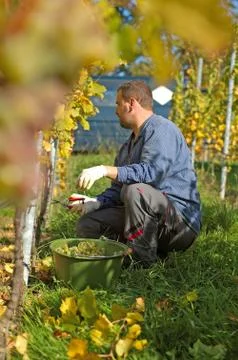 Harvesting grape Stock Photos