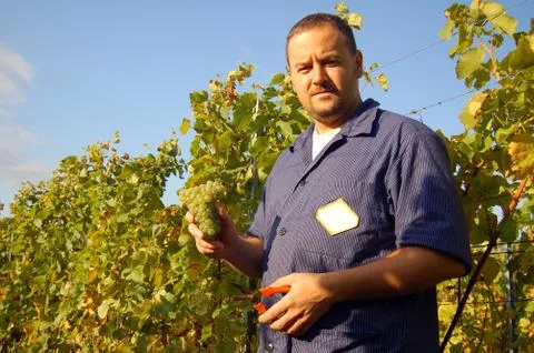 Harvesting grape Stock Photos