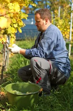 Harvesting grape Stock Photos
