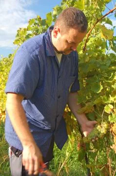 Harvesting grape Stock Photos