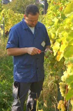 Harvesting grape Stock Photos