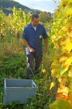 Harvesting grape Stock Photos