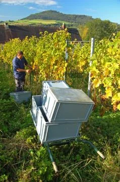 Harvesting grape Stock Photos