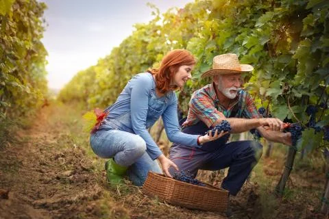 Harvesting grape Stock Photos