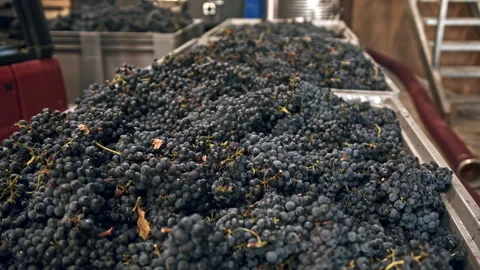 Harvesting grapes in containers for quality winemaking from local vineyards Stock Footage 321402833