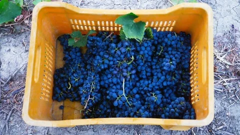 Harvesting grapes: falling grapes in the box- slow motion Video stock 80061155