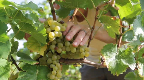 Harvesting Grapes Video stock 25932892