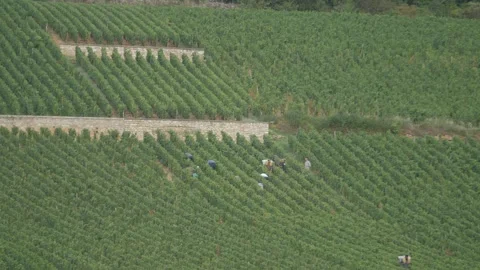 Harvesting grapes Video stock 303137638