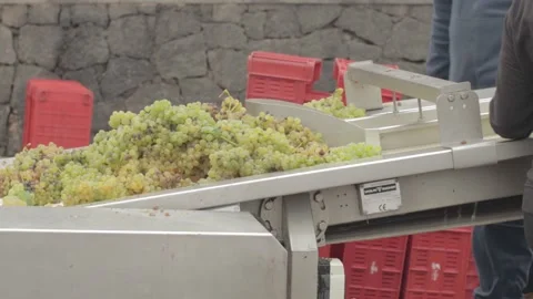 Harvesting Grapes at Lanzarote Stock Footage 169601774