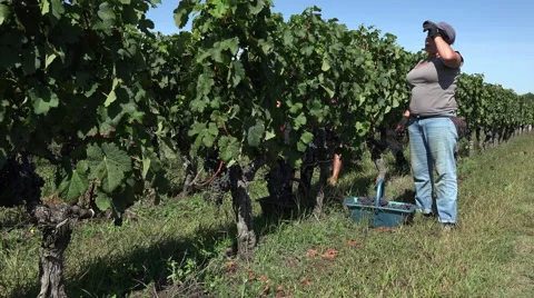 Harvesting of grapes one by one using a secateur Video stock 55426409