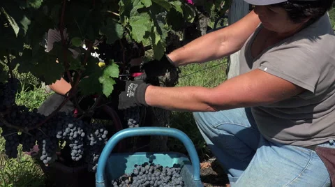 Harvesting of grapes one by one using a secateur Video stock 55427530