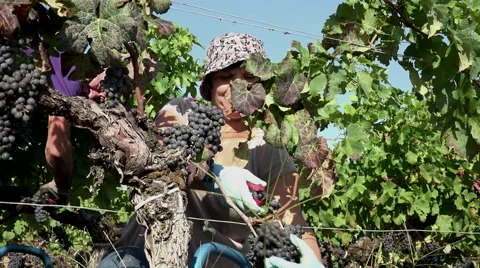 Harvesting of grapes one by one using a secateur Video stock 55430757