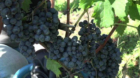 Harvesting of grapes one by one using a secateur Video stock 55432837