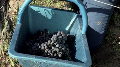 Harvesting of grapes one by one using a secateur Stock-Footage 55433936