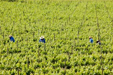 Harvesting grapes Stock Photos