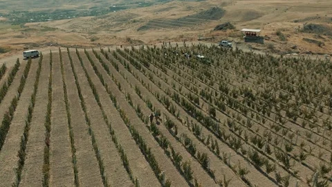 Harvesting grapes in the vineyard 4 Video stock 318900151