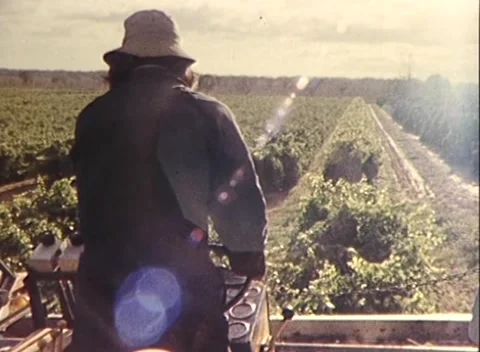 HARVESTING GRAPES AT A WINERY, AUSTRALIA (1980) Stock Footage 252107341
