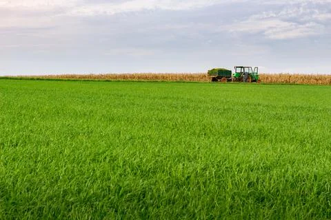 Harvesting grass Stock Photos
