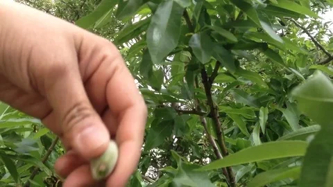 Harvesting green almonds Stock Footage 75095657