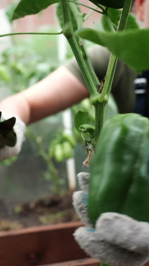 Harvesting Green Bell Pepper With Pruning Shears Close Up. 库存影片 345474704