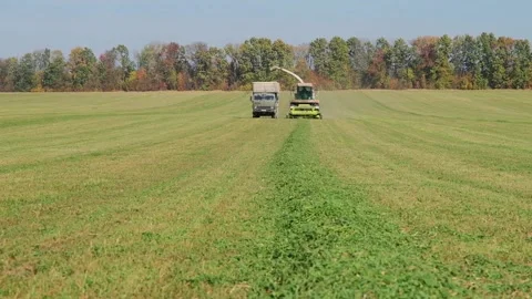 Harvesting green fodder in the field Video stock 166098505
