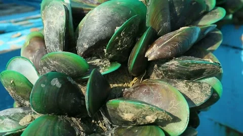 Harvesting green mussels in the North Java Sea Stock-Footage 330677159