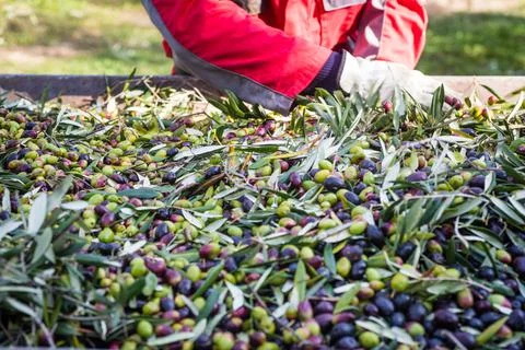 Harvesting green olives in Italy Stock Photos
