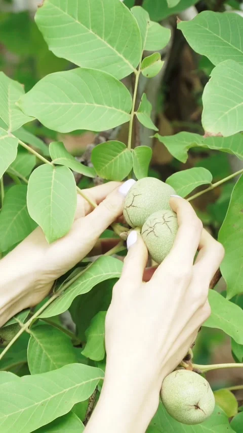 Harvesting green walnuts from tree branch in autumn garden Stock Footage 346640958