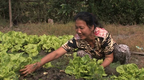 Harvesting Greens Stock Footage 33799095