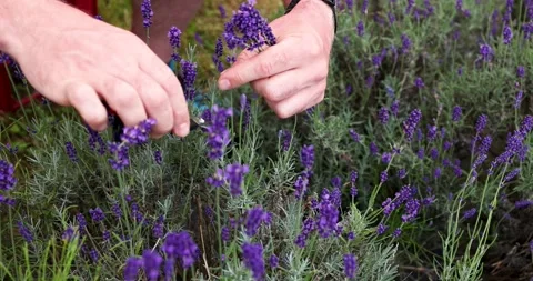 Harvesting handmade lavender Video stock 245306552