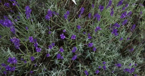 Harvesting handmade lavender. Stock Footage 245361896