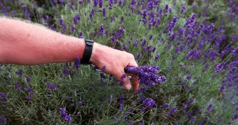 Harvesting handmade lavender. Stock Footage 245382853