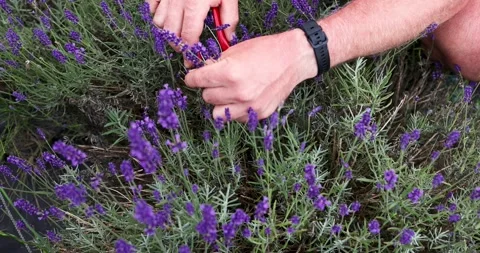 Harvesting handmade lavender. Stock Footage 245382941