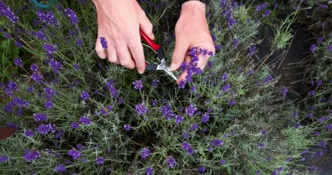 Harvesting handmade lavender. Stock Footage 245383128