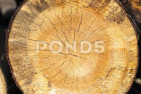 Harvesting hardwood. logs Stock Photos