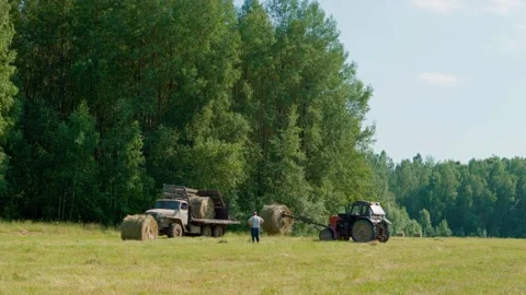 Harvesting hay. Tractor loading hay bales on a trailer. Stock Footage 150885202