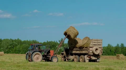 Harvesting hay. Tractor loading hay bales on a trailer. Stock Footage 151199538