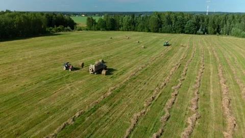 Harvesting hay. Tractor loading hay bales on a trailer. Stock Footage 151414538