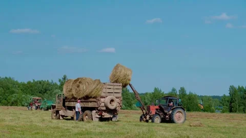 Harvesting hay. Tractor loading hay bales on a trailer. Stock Footage 152186593