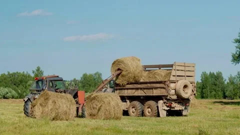 Harvesting hay. Tractor loading hay bales on a trailer. Stock Footage 153199495