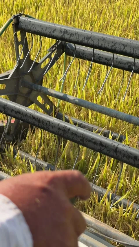 The harvesting header moves through standing rice plants while cutting stems Stock Footage 334854409