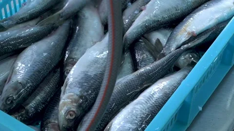Harvesting herring Video stock 158630597